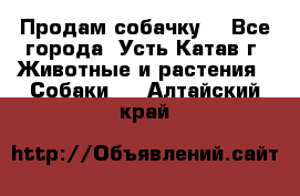 Продам собачку  - Все города, Усть-Катав г. Животные и растения » Собаки   . Алтайский край